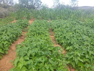 Olive Farm in Van Wyksdorp, 1.2 Hectares