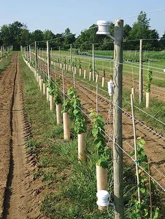 Grow Tubes & Vine Protectors in South Africa