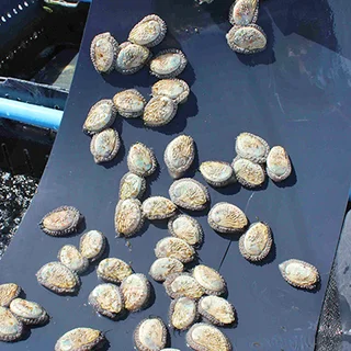 Abalone Aquaculture / Farm Products