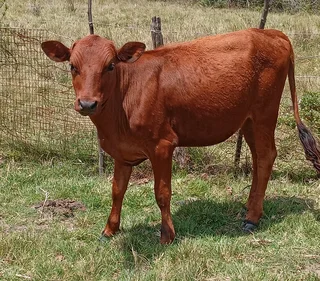 Heifers for sale