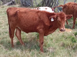 Heifers for sale