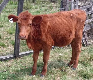 Heifers for sale