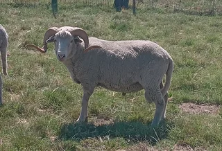 Rams for slaughtering