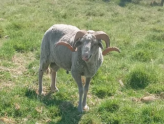 Rams for slaughtering