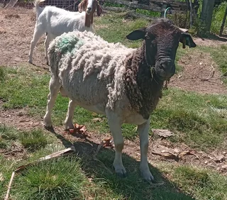 Rams for slaughtering