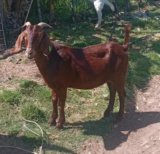 Rams for slaughtering