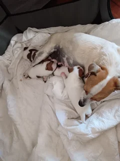 Jack Russell puppies
