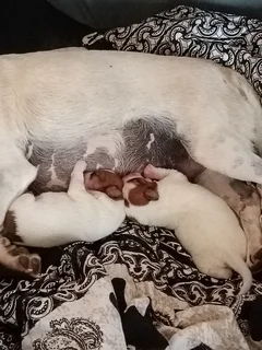 Jack Russell puppies
