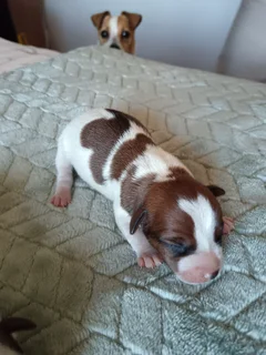 Jack Russell puppies