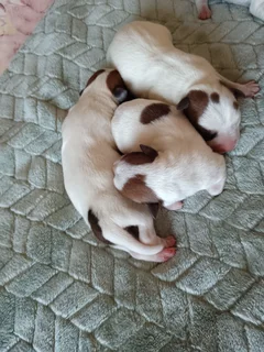 Jack Russell puppies