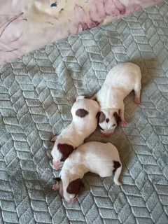 Jack Russell puppies