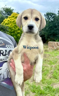 Russian Alabai Puppies