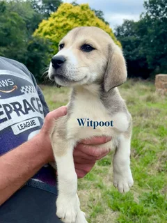 Russian Alabai Puppies