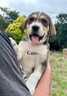 Russian Alabai Puppies