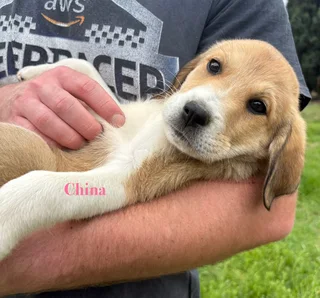 Russian Alabai Puppies