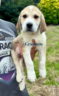 Russian Alabai Puppies