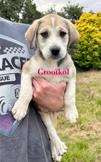 Russian Alabai Puppies