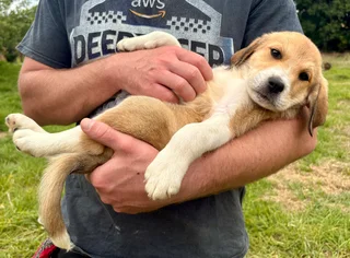 Russian Alabai Puppies