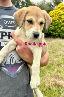 Russian Alabai Puppies