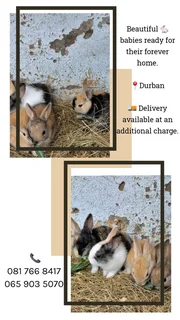 Baby rabbits