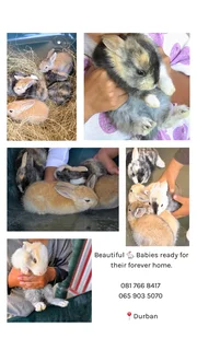 Baby rabbits
