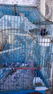 Zebra finch