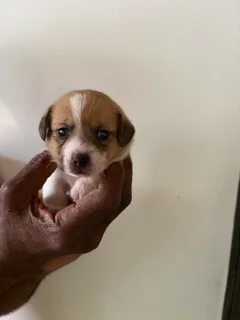 Female Jack Russell puppies