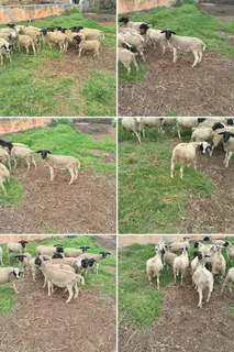 Sheep - Ad posted by Charmaine Gibbs