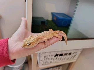 Leopard gecko