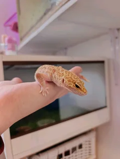 Leopard gecko