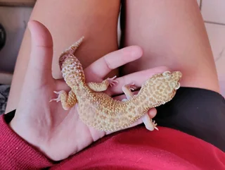 Leopard gecko