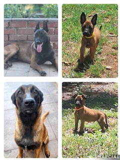 Belgian Malinois