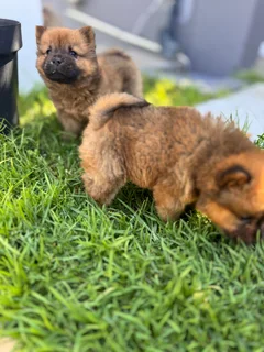 1 Puppy left - Chow chow puppies for sale