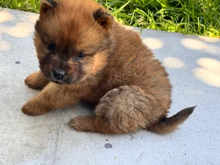 1 Puppy left - Chow chow puppies for sale
