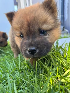 1 Puppy left - Chow chow puppies for sale
