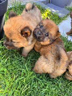 1 Puppy left - Chow chow puppies for sale