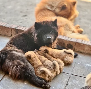1 Puppy left - Chow chow puppies for sale