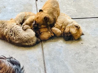 1 Puppy left - Chow chow puppies for sale
