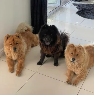 1 Puppy left - Chow chow puppies for sale