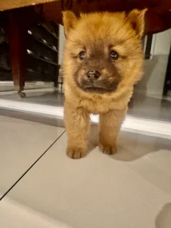1 Puppy left - Chow chow puppies for sale