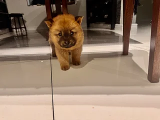 1 Puppy left - Chow chow puppies for sale