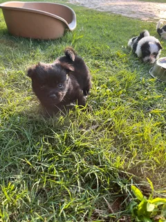 Maltese x Toypom puppy