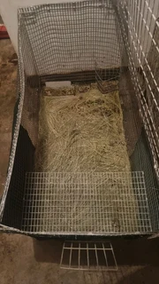 Rabbit cage for sale