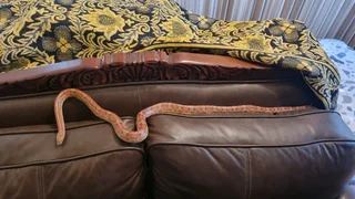 Corn snake for sale