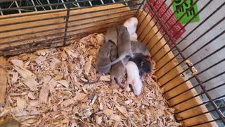 Rats and mice for sale