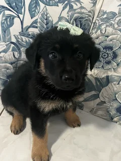 Golden Shepherd Puppies