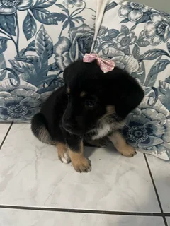Golden Shepherd Puppies