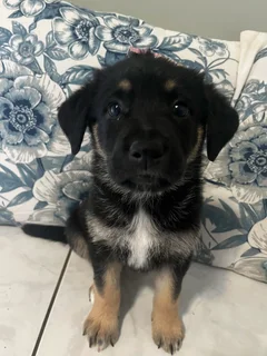 Golden Shepherd Puppies