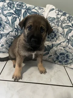 Golden Shepherd Puppies