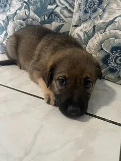 Golden Shepherd Puppies